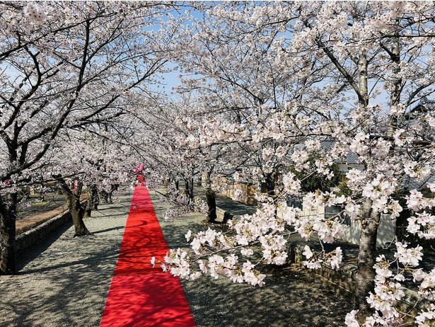 【東北】今見頃・まもなく見頃を迎えそうな名所の桜, 【関東】今見頃・まもなく見頃を迎えそうな名所の桜, 【甲信越】今見頃・まもなく見頃を迎えそうな名所の桜, 【北陸】今見頃・まもなく見頃を迎えそうな名所の桜, 【東海】今見頃・まもなく見頃を迎えそうな名所の桜, 【関西】今見頃・まもなく見頃を迎えそうな名所の桜, 【中国】今見頃・まもなく見頃を迎えそうな名所の桜, 【四国】今見頃・まもなく見頃を迎えそうな名所の桜, 【九州】今見頃・まもなく見頃を迎えそうな名所の桜