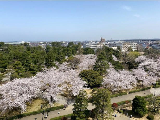 【東北】今見頃・まもなく見頃を迎えそうな名所の桜, 【関東】今見頃・まもなく見頃を迎えそうな名所の桜, 【甲信越】今見頃・まもなく見頃を迎えそうな名所の桜, 【北陸】今見頃・まもなく見頃を迎えそうな名所の桜, 【東海】今見頃・まもなく見頃を迎えそうな名所の桜, 【関西】今見頃・まもなく見頃を迎えそうな名所の桜, 【中国】今見頃・まもなく見頃を迎えそうな名所の桜, 【四国】今見頃・まもなく見頃を迎えそうな名所の桜, 【九州】今見頃・まもなく見頃を迎えそうな名所の桜