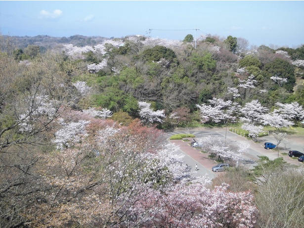 【東北】今見頃・まもなく見頃を迎えそうな名所の桜, 【関東】今見頃・まもなく見頃を迎えそうな名所の桜, 【甲信越】今見頃・まもなく見頃を迎えそうな名所の桜, 【北陸】今見頃・まもなく見頃を迎えそうな名所の桜, 【東海】今見頃・まもなく見頃を迎えそうな名所の桜, 【関西】今見頃・まもなく見頃を迎えそうな名所の桜, 【中国】今見頃・まもなく見頃を迎えそうな名所の桜, 【四国】今見頃・まもなく見頃を迎えそうな名所の桜, 【九州】今見頃・まもなく見頃を迎えそうな名所の桜