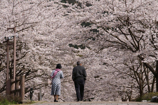 【東北】今見頃・まもなく見頃を迎えそうな名所の桜, 【関東】今見頃・まもなく見頃を迎えそうな名所の桜, 【甲信越】今見頃・まもなく見頃を迎えそうな名所の桜, 【北陸】今見頃・まもなく見頃を迎えそうな名所の桜, 【東海】今見頃・まもなく見頃を迎えそうな名所の桜, 【関西】今見頃・まもなく見頃を迎えそうな名所の桜, 【中国】今見頃・まもなく見頃を迎えそうな名所の桜, 【四国】今見頃・まもなく見頃を迎えそうな名所の桜, 【九州】今見頃・まもなく見頃を迎えそうな名所の桜