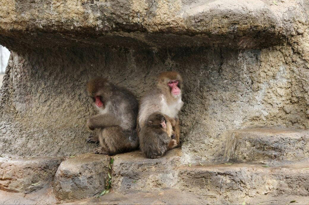 「サル山担当」になり1カ月半で、パンチくんを人工哺育, パンチくんを「保育器に入れなかった」理由, ぬいぐるみは「人への過剰な依存」を避ける目的もある, 群れに戻すことは非常に難しい, 飼育員が「やさしくしてくれるサル」を見極めた, “無邪気で活発”なパンチくんの強み