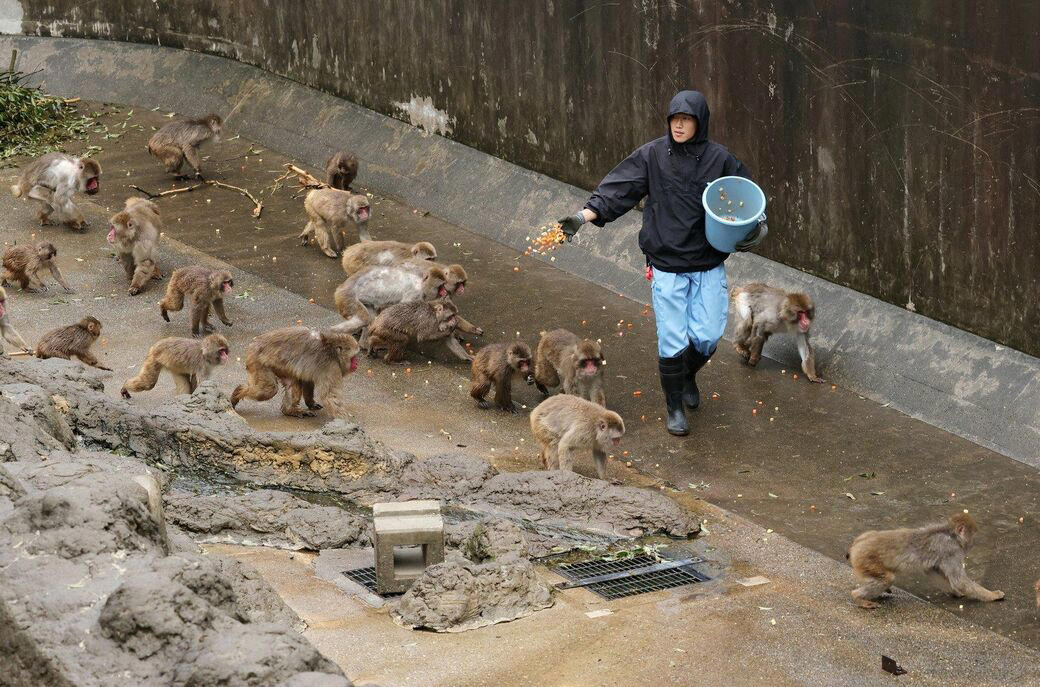「サル山担当」になり1カ月半で、パンチくんを人工哺育, パンチくんを「保育器に入れなかった」理由, ぬいぐるみは「人への過剰な依存」を避ける目的もある, 群れに戻すことは非常に難しい, 飼育員が「やさしくしてくれるサル」を見極めた, “無邪気で活発”なパンチくんの強み