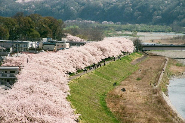 【東北】今見頃・まもなく見頃を迎えそうな名所の桜, 【関東】今見頃・まもなく見頃を迎えそうな名所の桜, 【甲信越】今見頃・まもなく見頃を迎えそうな名所の桜, 【北陸】今見頃・まもなく見頃を迎えそうな名所の桜, 【東海】今見頃・まもなく見頃を迎えそうな名所の桜, 【関西】今見頃・まもなく見頃を迎えそうな名所の桜, 【中国】今見頃・まもなく見頃を迎えそうな名所の桜, 【四国】今見頃・まもなく見頃を迎えそうな名所の桜, 【九州】今見頃・まもなく見頃を迎えそうな名所の桜