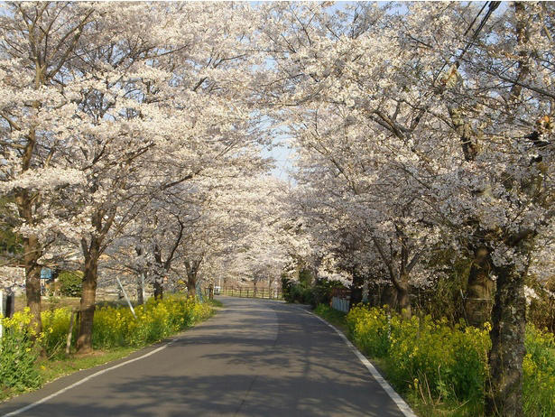 【東北】今見頃・まもなく見頃を迎えそうな名所の桜, 【関東】今見頃・まもなく見頃を迎えそうな名所の桜, 【甲信越】今見頃・まもなく見頃を迎えそうな名所の桜, 【北陸】今見頃・まもなく見頃を迎えそうな名所の桜, 【東海】今見頃・まもなく見頃を迎えそうな名所の桜, 【関西】今見頃・まもなく見頃を迎えそうな名所の桜, 【中国】今見頃・まもなく見頃を迎えそうな名所の桜, 【四国】今見頃・まもなく見頃を迎えそうな名所の桜, 【九州】今見頃・まもなく見頃を迎えそうな名所の桜
