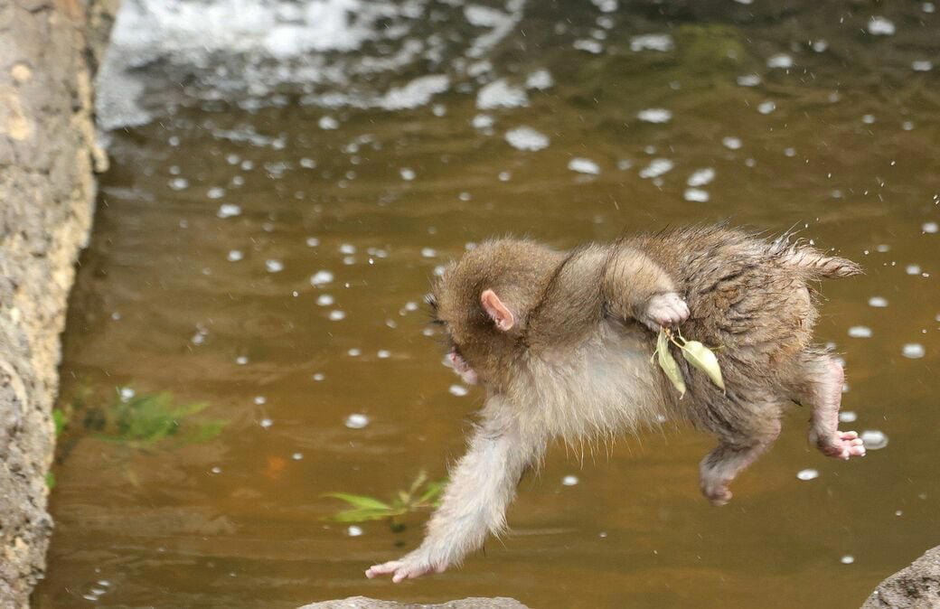 「サル山担当」になり1カ月半で、パンチくんを人工哺育, パンチくんを「保育器に入れなかった」理由, ぬいぐるみは「人への過剰な依存」を避ける目的もある, 群れに戻すことは非常に難しい, 飼育員が「やさしくしてくれるサル」を見極めた, “無邪気で活発”なパンチくんの強み