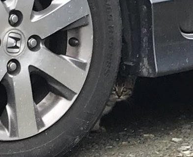 同僚の車のエンジンルームに隠れていた子猫を保護, 一時保護した子猫が正式に“家族の一員“に, 4匹の愛猫が見せた関係性を踏まえたストレスケア, 潰瘍性大腸炎の自宅療養中に感じた“愛猫の優しさ”