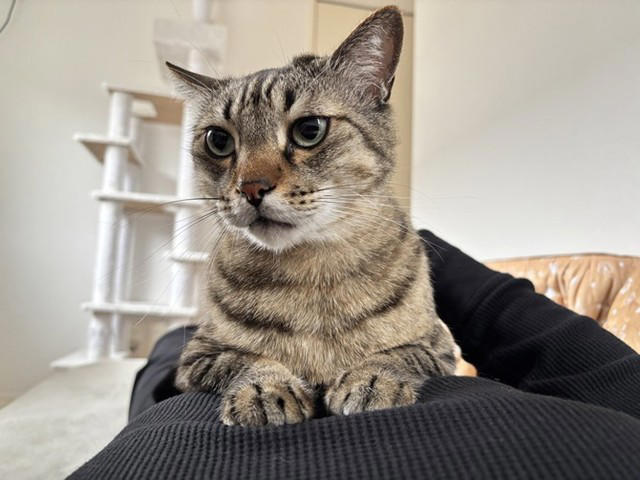 同僚の車のエンジンルームに隠れていた子猫を保護, 一時保護した子猫が正式に“家族の一員“に, 4匹の愛猫が見せた関係性を踏まえたストレスケア, 潰瘍性大腸炎の自宅療養中に感じた“愛猫の優しさ”