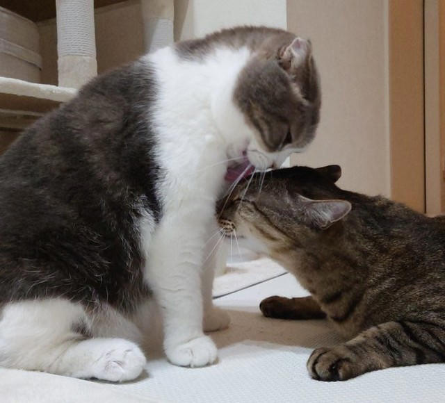 同僚の車のエンジンルームに隠れていた子猫を保護, 一時保護した子猫が正式に“家族の一員“に, 4匹の愛猫が見せた関係性を踏まえたストレスケア, 潰瘍性大腸炎の自宅療養中に感じた“愛猫の優しさ”