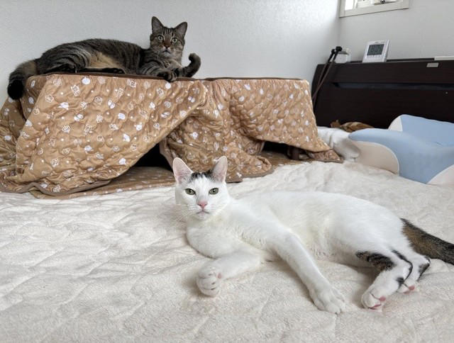 同僚の車のエンジンルームに隠れていた子猫を保護, 一時保護した子猫が正式に“家族の一員“に, 4匹の愛猫が見せた関係性を踏まえたストレスケア, 潰瘍性大腸炎の自宅療養中に感じた“愛猫の優しさ”