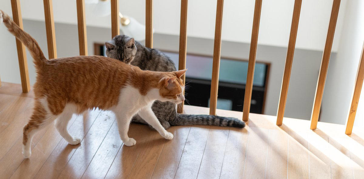 猫と無理なく暮らしていくための5つのポイント, 2.住環境（スペース）, 3.先住猫との相性, 4.飼い主のライフスタイル, 5.万が一への備え, 猫の「適正な頭数」はどう決まる？, 多頭飼いを始める前のチェックリスト