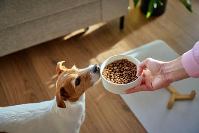 犬が思う『幸せなこと』５選, 1.飼い主や家族との良質なコミュニケーション, 2.楽しさを感じられる充実したお散歩, 3.十分な美味しい食事, 4.安心できる快適な生活環境と寝床, 5.家族やその他の人や犬との社会的な交流, 愛犬の幸福度を高めるために飼い主ができること