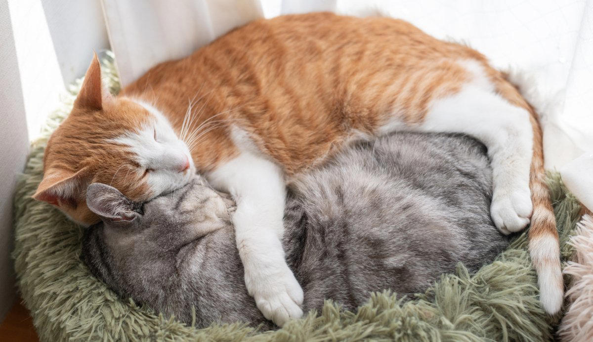 猫たちが「猫団子」を作る3つの理由, 1.寒さをしのぐため, 2.信頼している証拠, 「苦しくないの？」密着する猫たちの本音, 猫団子が見られる条件, 飼い主が気をつけるべきポイント