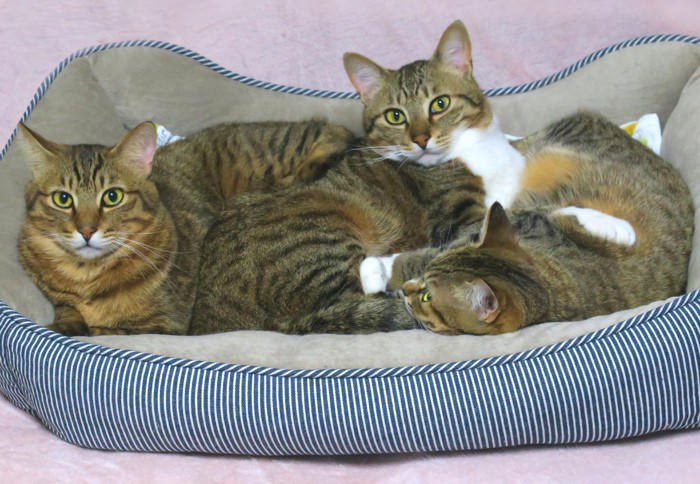 猫たちが「猫団子」を作る3つの理由, 1.寒さをしのぐため, 2.信頼している証拠, 「苦しくないの？」密着する猫たちの本音, 猫団子が見られる条件, 飼い主が気をつけるべきポイント