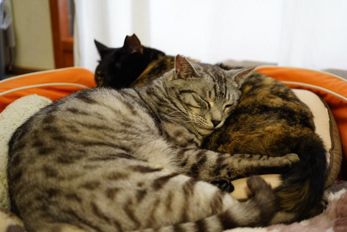 猫たちが「猫団子」を作る3つの理由, 1.寒さをしのぐため, 2.信頼している証拠, 「苦しくないの？」密着する猫たちの本音, 猫団子が見られる条件, 飼い主が気をつけるべきポイント