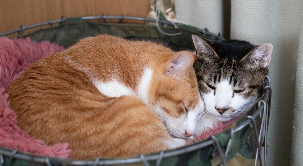 猫たちが「猫団子」を作る3つの理由, 1.寒さをしのぐため, 2.信頼している証拠, 「苦しくないの？」密着する猫たちの本音, 猫団子が見られる条件, 飼い主が気をつけるべきポイント