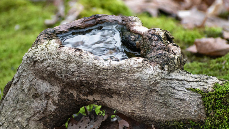 Repurpose found objects, Make use of a tree stump, Build an in ground pool, Suspend baths from low hanging branches, Upcycle an old sink, Pop a margarita glass into your planter, Repurpose an old ice cream parlor chair, Transform candlesticks or vintage lamps, Give new life to a galvanized wash tub
