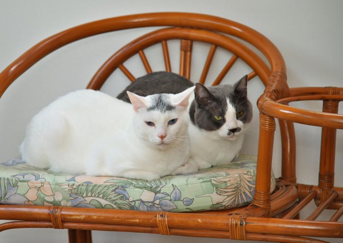 猫と無理なく暮らしていくための5つのポイント, 2.住環境（スペース）, 3.先住猫との相性, 4.飼い主のライフスタイル, 5.万が一への備え, 猫の「適正な頭数」はどう決まる？, 多頭飼いを始める前のチェックリスト