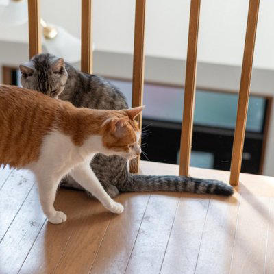 猫と無理なく暮らしていくための5つのポイント, 2.住環境（スペース）, 3.先住猫との相性, 4.飼い主のライフスタイル, 5.万が一への備え, 猫の「適正な頭数」はどう決まる？, 多頭飼いを始める前のチェックリスト