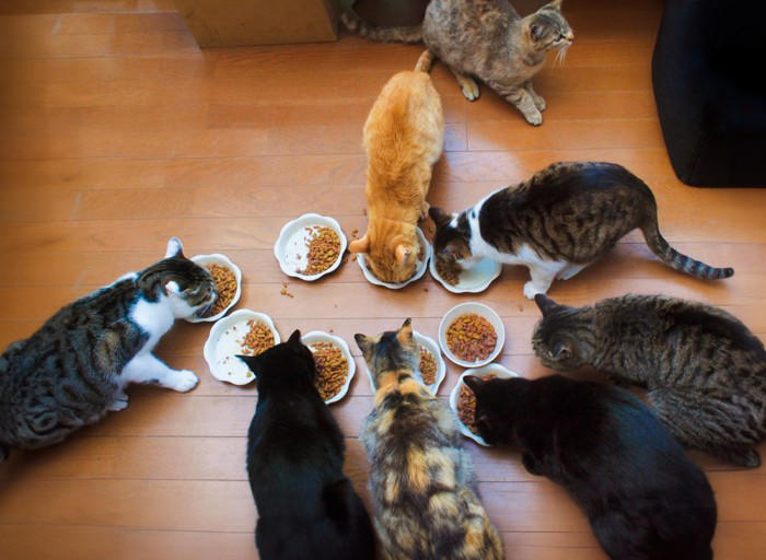 猫と無理なく暮らしていくための5つのポイント, 2.住環境（スペース）, 3.先住猫との相性, 4.飼い主のライフスタイル, 5.万が一への備え, 猫の「適正な頭数」はどう決まる？, 多頭飼いを始める前のチェックリスト