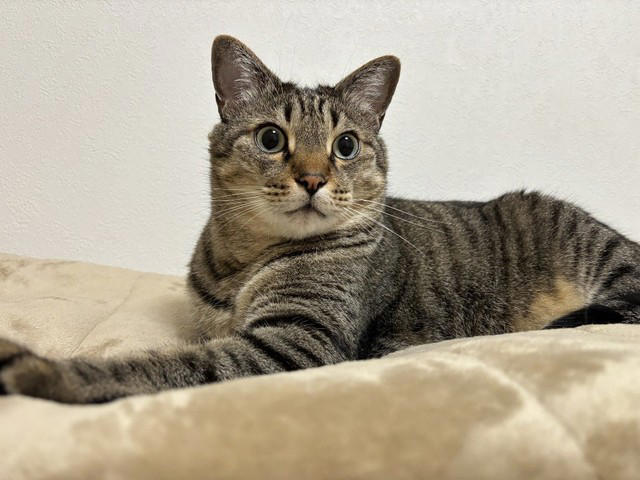 同僚の車のエンジンルームに隠れていた子猫を保護, 一時保護した子猫が正式に“家族の一員“に, 4匹の愛猫が見せた関係性を踏まえたストレスケア, 潰瘍性大腸炎の自宅療養中に感じた“愛猫の優しさ”