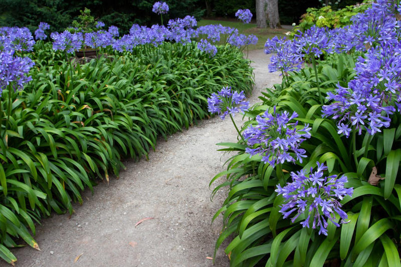 Stella d’Oro Daylilies, Coral Bells, Shasta Daisies, Hellebore, Ice Plants, Lily of the Nile