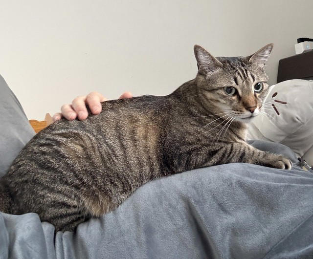 同僚の車のエンジンルームに隠れていた子猫を保護, 一時保護した子猫が正式に“家族の一員“に, 4匹の愛猫が見せた関係性を踏まえたストレスケア, 潰瘍性大腸炎の自宅療養中に感じた“愛猫の優しさ”