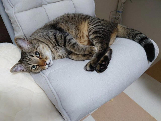 同僚の車のエンジンルームに隠れていた子猫を保護, 一時保護した子猫が正式に“家族の一員“に, 4匹の愛猫が見せた関係性を踏まえたストレスケア, 潰瘍性大腸炎の自宅療養中に感じた“愛猫の優しさ”