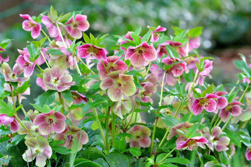 Stella d’Oro Daylilies, Coral Bells, Shasta Daisies, Hellebore, Ice Plants, Lily of the Nile