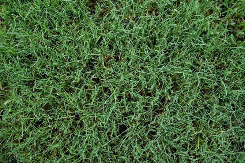 Bermuda Grass, Zoysia Grass, Kentucky Bluegrass, Ryegrass, Buffalo Grass, St. Augustine Grass