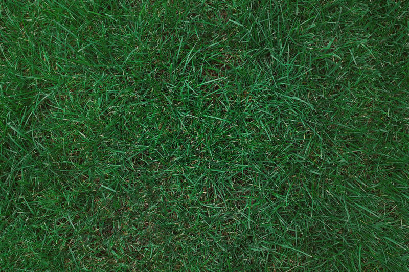Bermuda Grass, Zoysia Grass, Kentucky Bluegrass, Ryegrass, Buffalo Grass, St. Augustine Grass