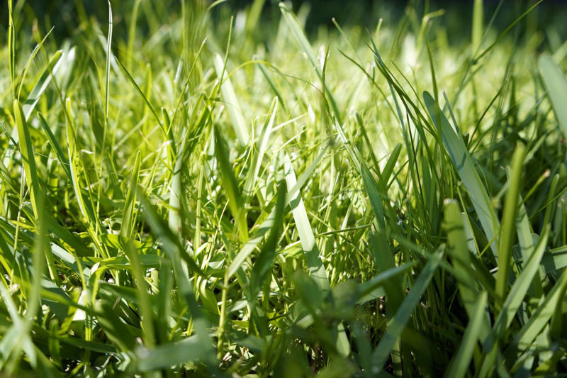 Bermuda Grass, Zoysia Grass, Kentucky Bluegrass, Ryegrass, Buffalo Grass, St. Augustine Grass