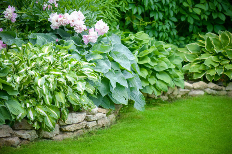 Stella d’Oro Daylilies, Coral Bells, Shasta Daisies, Hellebore, Ice Plants, Lily of the Nile
