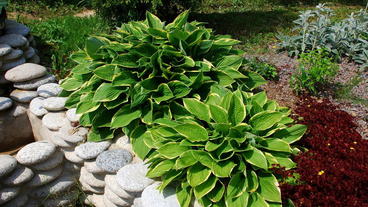 Stella d’Oro Daylilies, Coral Bells, Shasta Daisies, Hellebore, Ice Plants, Lily of the Nile
