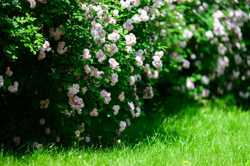 Stella d’Oro Daylilies, Coral Bells, Shasta Daisies, Hellebore, Ice Plants, Lily of the Nile