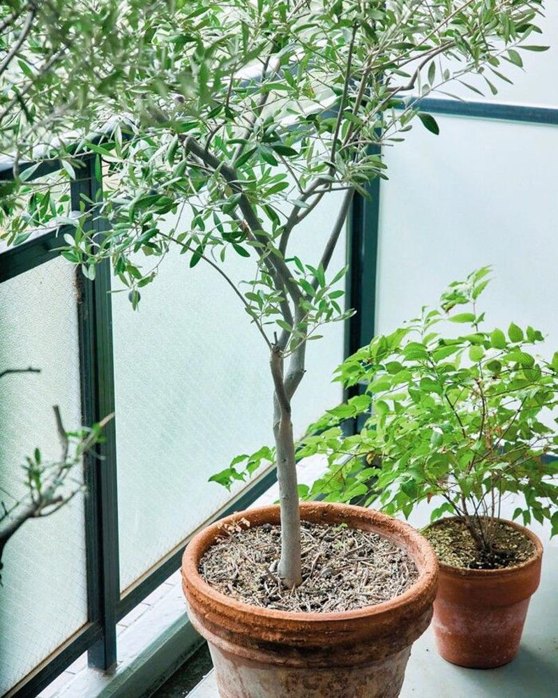 1日のスタートはドリップコーヒーから, 悩むより手を動かして、頭をからっぽに, 植物は生けるのも育てるのも楽しい, ＼60代からはもっと生き生き、自由に／60代・70代女性たちの「明るく、自分らしい暮らし」実例集！