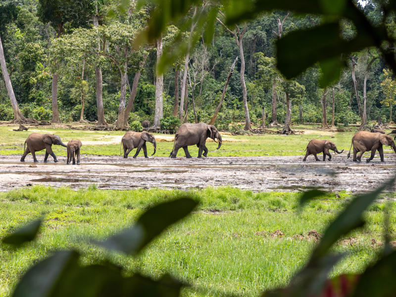 Central African Republic