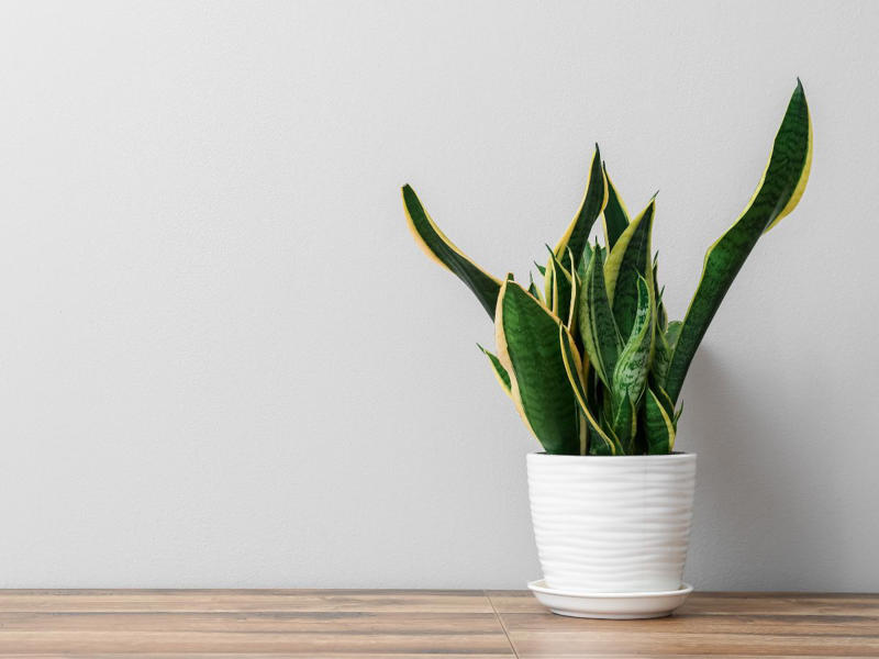 If snakes are spotted at home, the reasons are usually related to the surroundings. Gaps in walls, open doors or windows, and unclean areas around the house can make it easier for snakes to enter.