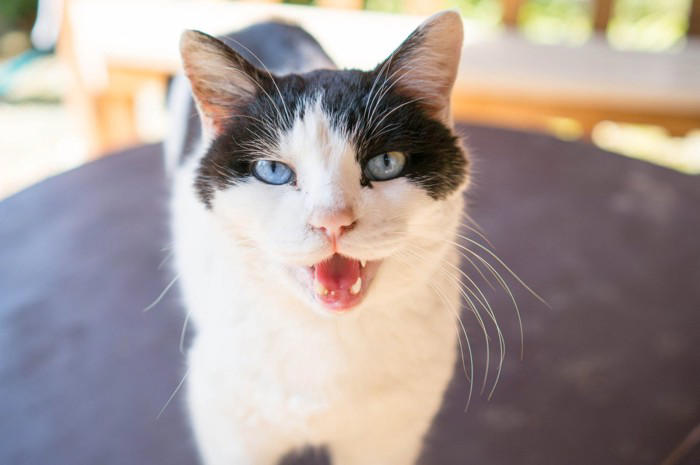 猫に「話しかける」と起こる3つのメリット, 1.信頼関係が深まる, 2.体調の変化に気づきやすくなる, 3.猫の脳が活性化する, 猫が「心地よい」と感じる話し方のポイント, これはNG！猫が嫌がる話し方