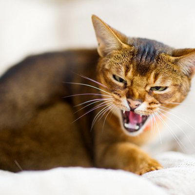 猫が嫌う機嫌の取り方3選, 1.しつこく追いかける, 2.スキンシップを取る, 3.大声で話しかける, 適切な機嫌の取り方