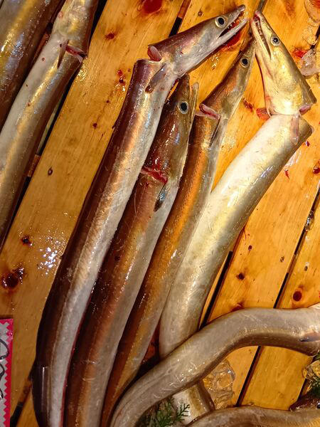 ■魚一匹まるごとの状態で販売されていることも多く、珍しい魚を見ることができるのも楽しいポイントです。天然魚もたくさん並んでいて、見ているだけでもワクワクします。, ■家族で魚を観察して購入できる、とっても楽しい空間なんです！, ■ハモ（鱧）は養殖がとても難しく、ほとんどが天然ものです。, ■2パックで購入すると2500円など、やはり沢山入手するとお安くなるようですね！, ■見てください！切り分けてみた切り身です。食べる前から、美味しいのが分かります。, ■ 食べ方のおすすめ, ■半額だった天然の本まぐろのサクも一緒に購入してまぐろ丼にして頂きました。, ■他にも、フグなども入手できますよ！, ■大阪といえばフグですが、こちらのお店ではフグや白子なども並んでいました。, ■カニなどの海産物もあり、見ているだけでも楽しめるラインナップです。, ■鮮度抜群の天然魚が手に入ります。ぜひ一度、足を運んで実際に見てみてくださいね。