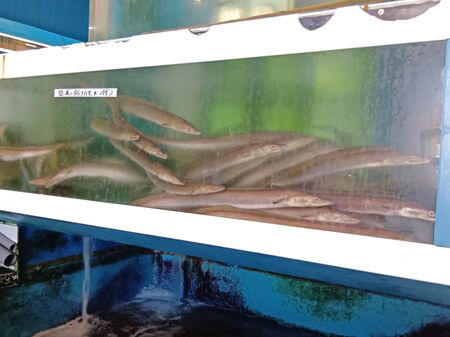 ■活魚センター大昌 (だいしょう)は、一般的な飲食店というより、プロ向けの活魚・高級食材の卸業者ですが、一般の人も購入できます。, ■今回ようやく足を運び、入店～！→日本最大級クラスの水槽設備を備え、魚を活きたまま管理・流通だって！→思ったよりも凄かった！, ■水槽には、私も大好きな天然魚の「ハモ」が！, ■大阪といえば、ふぐ！, ■わ～！沢山の魚！これは、綺麗な赤い魚のキンメ！よく食べていますよ→ほっけ！, ■イセエビ！このイセエビ生きてるよぅ！, ■うなぎもうごめいています！なんだか、気色悪いっ。, ■飲食店や料理人が仕入れに訪れるほどの高品質な食材を扱う、まさに“料理人のための魚のテーマパーク”のような存在！, ■料理人だけでなく、我が家のような一般の家族でも、魚をじっくり観察しながら購入できる、とても楽しい空間です！, ■魚一匹まるごとの状態で販売されていることも多く、珍しい魚を見ることができるのも楽しいポイントです。天然魚もたくさん並んでいて、見ているだけでもワクワクします。, ■ハモを天然魚として買ってみることに！, ■天然魚を買うミッション！１つ目の魚はハモに決定～！, ■店内を見てまわると、半額シールのお品のサーモンやまぐろを発見！, ■天然魚の本マグロです！宮崎産の天然本マグロを買ったよ！天然魚を買うミッション２つ目の魚です、成功～！, ■買って帰りまして、ハモは夕ご飯に食べるので冷蔵庫へ, ■天然の本まぐろだけで、シンプルにまぐろ丼を作ります。１０分で完成です！, ■楽しいし、美味しいし、色んな意味で、ミッション成功後の「天然本まぐろのまぐろ丼」最高です！！！, ■追加です！夕飯に食べた、サッと茹でて食べたハモですが、めちゃ旨～！！！