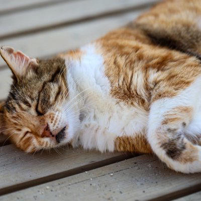 猫が『死ぬ直前』に姿を隠す3つの理由, 1.本能的に安全な場所へ隠れる, 2.体内の不快感から逃れるため, 3.外部からのストレスを避けるため, お別れが近いときのサインとそのときできること