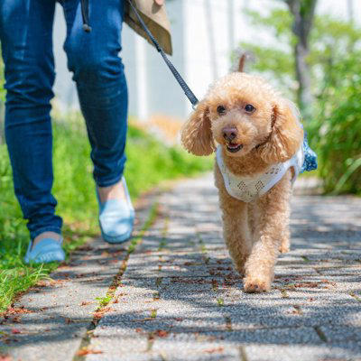 犬にとっての最適な『散歩のタイミング』とは？, 朝と夕方の1日2回が理想的, 「ごはん前」の散歩が基本, 「ごはん後」は1～2時間空ける, 散歩に行く時間はランダムに, 年齢や健康状態を考慮する, 散歩は一日どのくらいの距離を歩くべき？