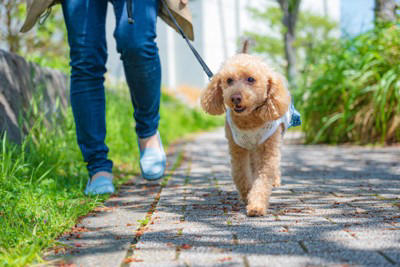 犬にとっての最適な『散歩のタイミング』とは？, 朝と夕方の1日2回が理想的, 「ごはん前」の散歩が基本, 「ごはん後」は1～2時間空ける, 散歩に行く時間はランダムに, 年齢や健康状態を考慮する, 散歩は一日どのくらいの距離を歩くべき？