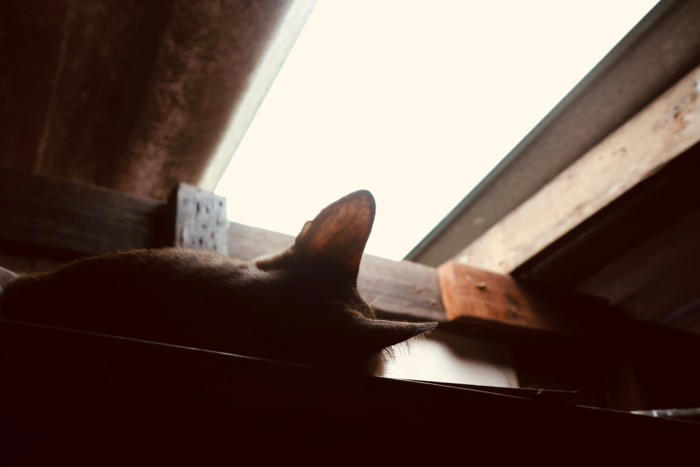 猫が『死ぬ直前』に姿を隠す3つの理由, 1.本能的に安全な場所へ隠れる, 2.体内の不快感から逃れるため, 3.外部からのストレスを避けるため, お別れが近いときのサインとそのときできること