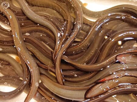 ■活魚センター大昌 (だいしょう)は、一般的な飲食店というより、プロ向けの活魚・高級食材の卸業者ですが、一般の人も購入できます。, ■今回ようやく足を運び、入店～！→日本最大級クラスの水槽設備を備え、魚を活きたまま管理・流通だって！→思ったよりも凄かった！, ■水槽には、私も大好きな天然魚の「ハモ」が！, ■大阪といえば、ふぐ！, ■わ～！沢山の魚！これは、綺麗な赤い魚のキンメ！よく食べていますよ→ほっけ！, ■イセエビ！このイセエビ生きてるよぅ！, ■うなぎもうごめいています！なんだか、気色悪いっ。, ■飲食店や料理人が仕入れに訪れるほどの高品質な食材を扱う、まさに“料理人のための魚のテーマパーク”のような存在！, ■料理人だけでなく、我が家のような一般の家族でも、魚をじっくり観察しながら購入できる、とても楽しい空間です！, ■魚一匹まるごとの状態で販売されていることも多く、珍しい魚を見ることができるのも楽しいポイントです。天然魚もたくさん並んでいて、見ているだけでもワクワクします。, ■ハモを天然魚として買ってみることに！, ■天然魚を買うミッション！１つ目の魚はハモに決定～！, ■店内を見てまわると、半額シールのお品のサーモンやまぐろを発見！, ■天然魚の本マグロです！宮崎産の天然本マグロを買ったよ！天然魚を買うミッション２つ目の魚です、成功～！, ■買って帰りまして、ハモは夕ご飯に食べるので冷蔵庫へ, ■天然の本まぐろだけで、シンプルにまぐろ丼を作ります。１０分で完成です！, ■楽しいし、美味しいし、色んな意味で、ミッション成功後の「天然本まぐろのまぐろ丼」最高です！！！, ■追加です！夕飯に食べた、サッと茹でて食べたハモですが、めちゃ旨～！！！