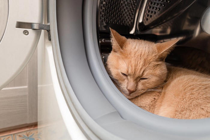 猫が『死ぬ直前』に姿を隠す3つの理由, 1.本能的に安全な場所へ隠れる, 2.体内の不快感から逃れるため, 3.外部からのストレスを避けるため, お別れが近いときのサインとそのときできること