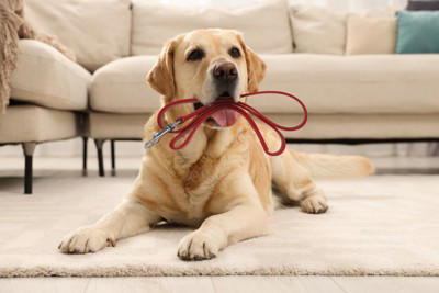 犬にとっての最適な『散歩のタイミング』とは？, 朝と夕方の1日2回が理想的, 「ごはん前」の散歩が基本, 「ごはん後」は1～2時間空ける, 散歩に行く時間はランダムに, 年齢や健康状態を考慮する, 散歩は一日どのくらいの距離を歩くべき？
