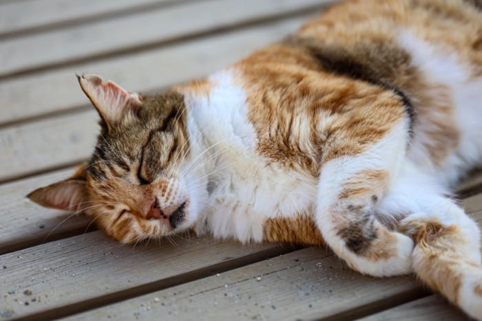 猫が『死ぬ直前』に姿を隠す3つの理由, 1.本能的に安全な場所へ隠れる, 2.体内の不快感から逃れるため, 3.外部からのストレスを避けるため, お別れが近いときのサインとそのときできること