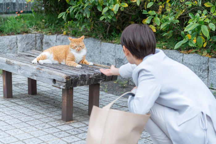 「野良猫」にやってはいけない5つのNG行為, 1.無責任な「置きエサ」, 2.急に触ろうとしたり、追いかけたりする, 3.家の中へ勝手に入れる, 4.大声を出したり、しつこく構い続けたりする, 5.不妊手術をせずにエサだけを与え続ける, もしトラブルが起きたら？考えられるリスク, 野良猫との正しい関わり方